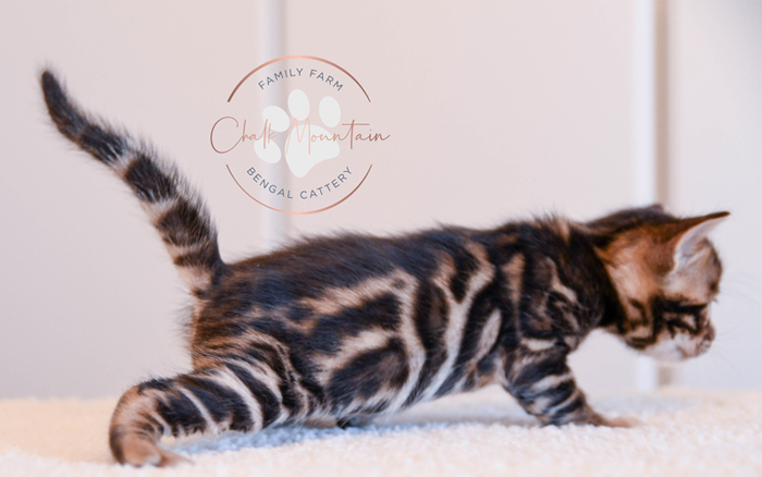 Bengal kitten for sale